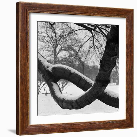 Curving Tree Branches Forming a Loop Covered in Snow in a Snowy Landscape at Kew, Greater London-John Gay-Framed Photographic Print