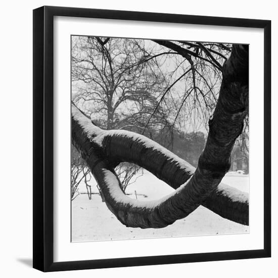 Curving Tree Branches Forming a Loop Covered in Snow in a Snowy Landscape at Kew, Greater London-John Gay-Framed Photographic Print