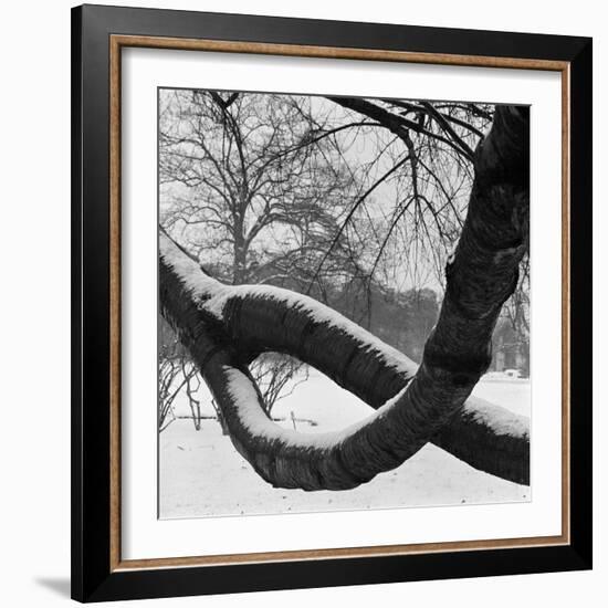 Curving Tree Branches Forming a Loop Covered in Snow in a Snowy Landscape at Kew, Greater London-John Gay-Framed Photographic Print