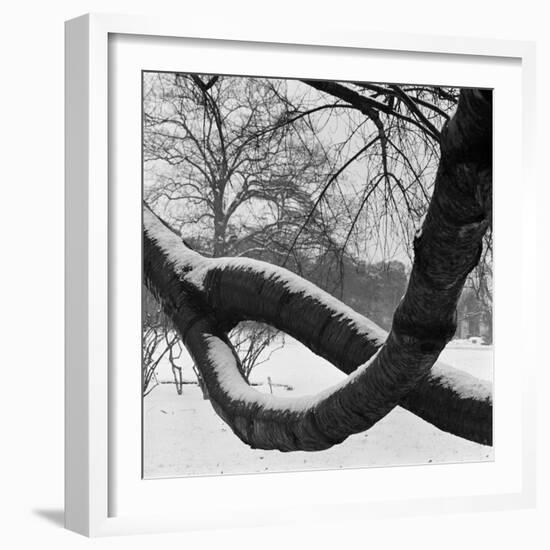 Curving Tree Branches Forming a Loop Covered in Snow in a Snowy Landscape at Kew, Greater London-John Gay-Framed Photographic Print