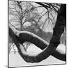 Curving Tree Branches Forming a Loop Covered in Snow in a Snowy Landscape at Kew, Greater London-John Gay-Mounted Photographic Print