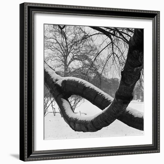 Curving Tree Branches Forming a Loop Covered in Snow in a Snowy Landscape at Kew, Greater London-John Gay-Framed Photographic Print