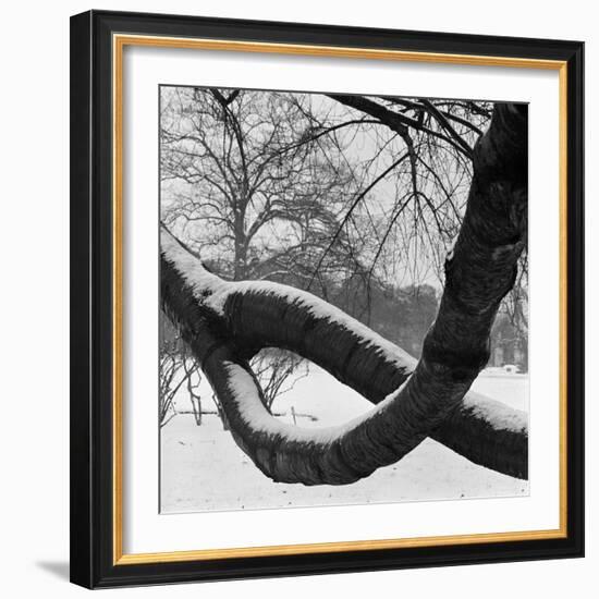 Curving Tree Branches Forming a Loop Covered in Snow in a Snowy Landscape at Kew, Greater London-John Gay-Framed Photographic Print