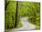 Curvy Roadway under Spring Green Canopy at Brown County State Park in Indiana, Usa-Chuck Haney-Mounted Photographic Print