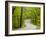 Curvy Roadway under Spring Green Canopy at Brown County State Park in Indiana, Usa-Chuck Haney-Framed Photographic Print