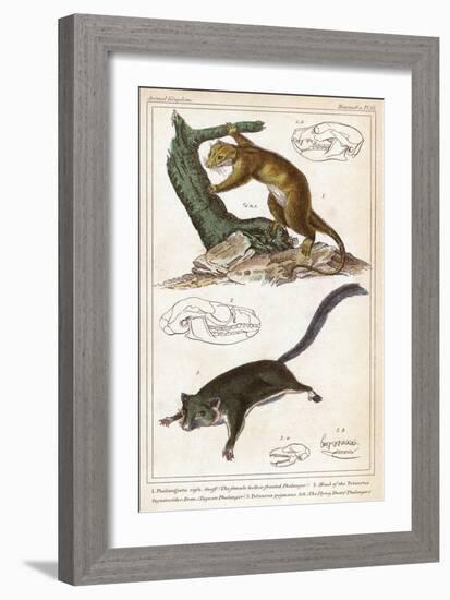 Cuscus-null-Framed Art Print