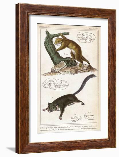 Cuscus-null-Framed Art Print