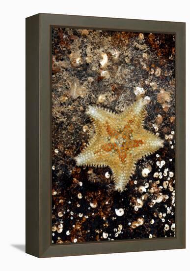 Cushion Starfish-Dr. Keith Wheeler-Framed Premier Image Canvas