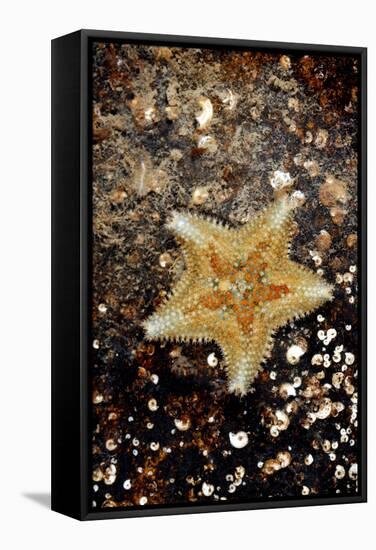 Cushion Starfish-Dr. Keith Wheeler-Framed Premier Image Canvas