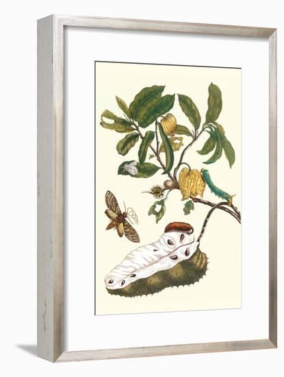 Custard Apple and Flower Moth-Maria Sibylla Merian-Framed Art Print