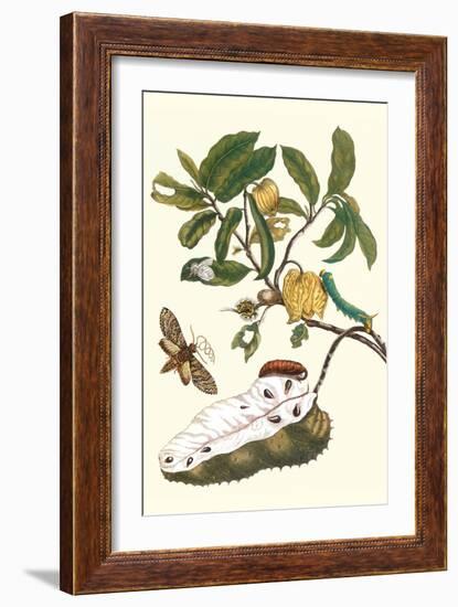 Custard Apple and Flower Moth-Maria Sibylla Merian-Framed Art Print