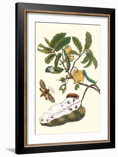 Custard Apple and Flower Moth-Maria Sibylla Merian-Framed Art Print