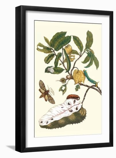 Custard Apple and Flower Moth-Maria Sibylla Merian-Framed Art Print