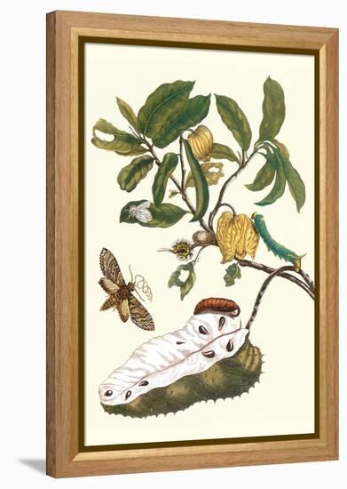 Custard Apple and Flower Moth-Maria Sibylla Merian-Framed Stretched Canvas