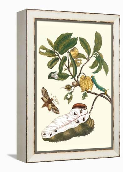 Custard Apple and Flower Moth-Maria Sibylla Merian-Framed Stretched Canvas