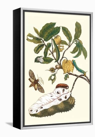 Custard Apple and Flower Moth-Maria Sibylla Merian-Framed Stretched Canvas