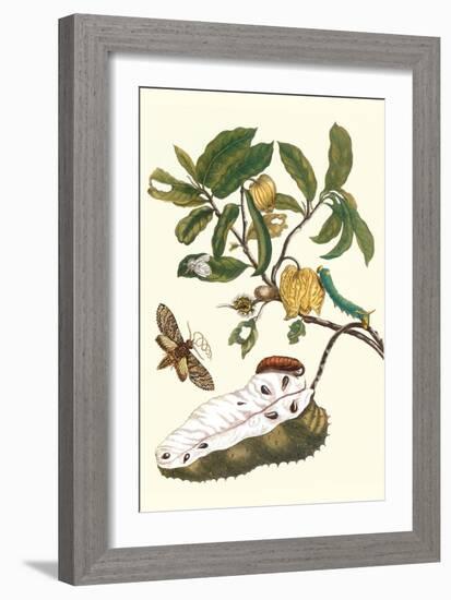 Custard Apple and Flower Moth-Maria Sibylla Merian-Framed Premium Giclee Print