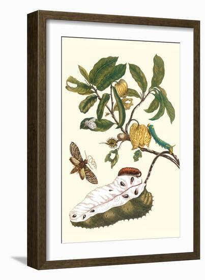Custard Apple and Flower Moth-Maria Sibylla Merian-Framed Premium Giclee Print