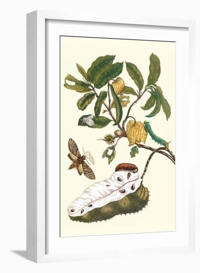 Custard Apple and Flower Moth-Maria Sibylla Merian-Framed Premium Giclee Print