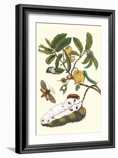 Custard Apple and Flower Moth-Maria Sibylla Merian-Framed Premium Giclee Print