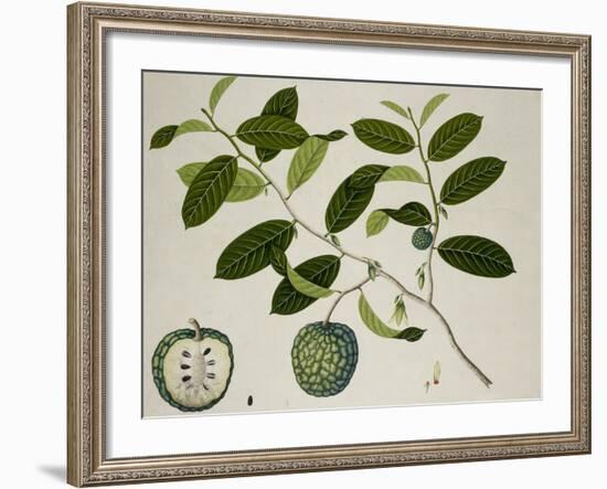 Custard Apple-null-Framed Giclee Print