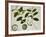 Custard Apple-null-Framed Giclee Print