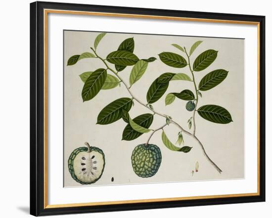 Custard Apple-null-Framed Giclee Print