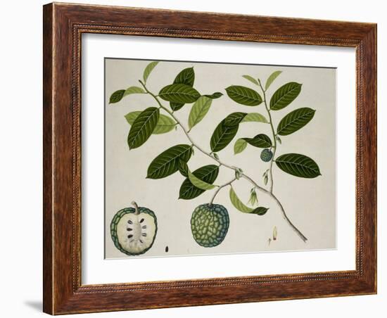 Custard Apple-null-Framed Premium Giclee Print