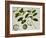 Custard Apple-null-Framed Premium Giclee Print