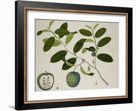 Custard Apple-null-Framed Premium Giclee Print