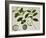 Custard Apple-null-Framed Premium Giclee Print