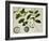 Custard Apple-null-Framed Premium Giclee Print