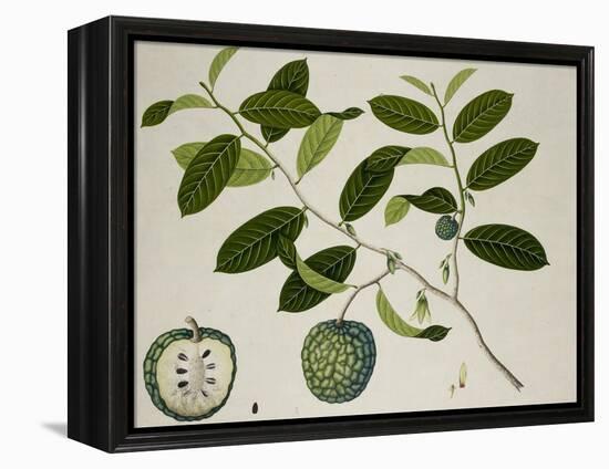 Custard Apple-null-Framed Premier Image Canvas