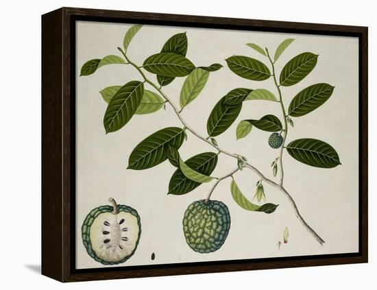 Custard Apple-null-Framed Premier Image Canvas