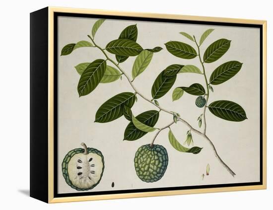 Custard Apple-null-Framed Premier Image Canvas