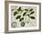 Custard Apple-null-Framed Giclee Print