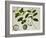 Custard Apple-null-Framed Giclee Print