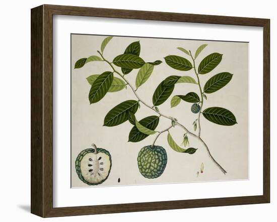 Custard Apple-null-Framed Giclee Print