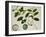 Custard Apple-null-Framed Giclee Print