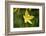 custard lily, Hemerocallis lilioasphodelus, blossom, close-up-David & Micha Sheldon-Framed Photographic Print