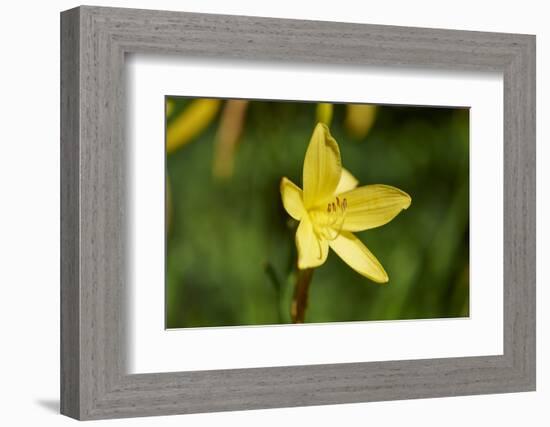 custard lily, Hemerocallis lilioasphodelus, blossom, close-up-David & Micha Sheldon-Framed Photographic Print