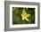 custard lily, Hemerocallis lilioasphodelus, blossom, close-up-David & Micha Sheldon-Framed Photographic Print