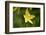 custard lily, Hemerocallis lilioasphodelus, blossom, close-up-David & Micha Sheldon-Framed Photographic Print