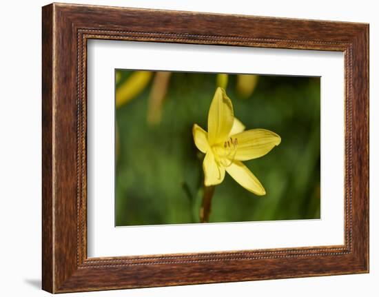 custard lily, Hemerocallis lilioasphodelus, blossom, close-up-David & Micha Sheldon-Framed Photographic Print