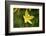 custard lily, Hemerocallis lilioasphodelus, blossom, close-up-David & Micha Sheldon-Framed Photographic Print