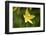 custard lily, Hemerocallis lilioasphodelus, blossom, close-up-David & Micha Sheldon-Framed Photographic Print