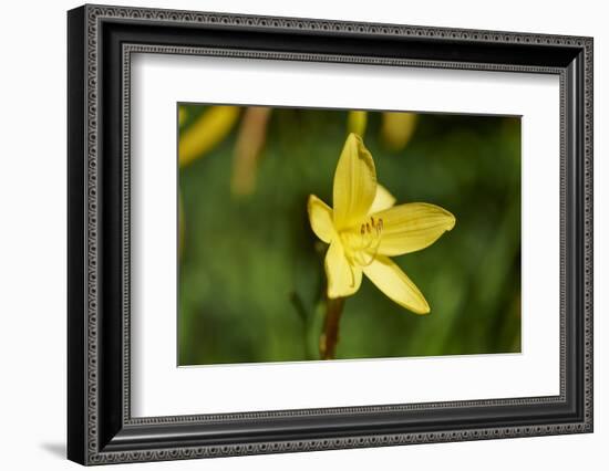 custard lily, Hemerocallis lilioasphodelus, blossom, close-up-David & Micha Sheldon-Framed Photographic Print