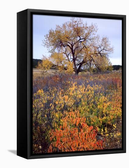 Custer SP, South Dakota. Riparian Vegetation in Autumn. Black Hills-Scott T. Smith-Framed Premier Image Canvas