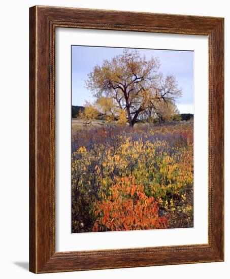 Custer SP, South Dakota. Riparian Vegetation in Autumn. Black Hills-Scott T. Smith-Framed Photographic Print