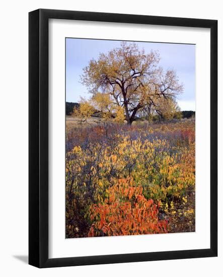 Custer SP, South Dakota. Riparian Vegetation in Autumn. Black Hills-Scott T. Smith-Framed Photographic Print